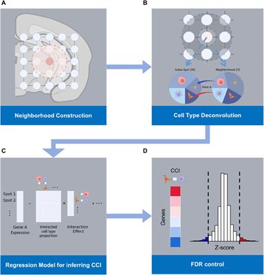 RECCIPE: A new framework assessing localized cell-cell interaction on gene expression in multicellular ST data